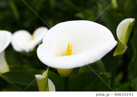 花 フラワー お花 90634241