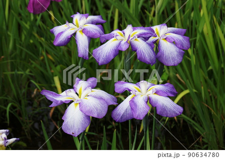 ハナショウブ 滋賀の浦波　Iris ensata var. ensata 90634780