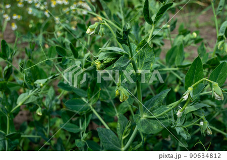 Flowering peas in the field. Flowering peas in the field. 90634812