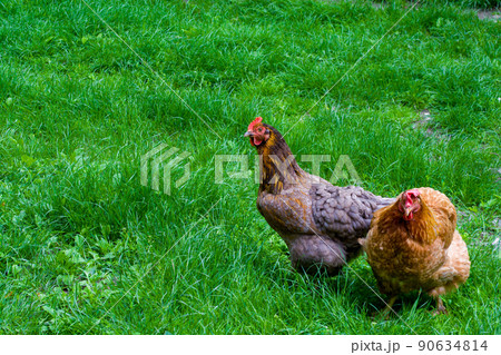 Two chickens on a green lawn. Agriculture. Two chickens on a green lawn. Agriculture. 90634814