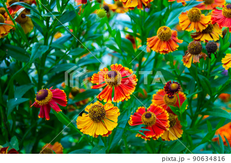 Helenium autumn. Perennial. Multicolored autumn flowers Helenium autumn. Perennial. Multicolored autumn flowers 90634816