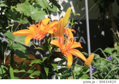 植物 ユリ 花 90634820