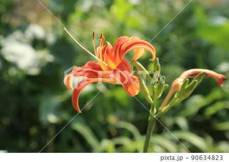 植物 ユリ 花 90634823
