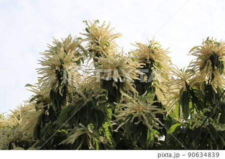 夏 植物 花 90634839