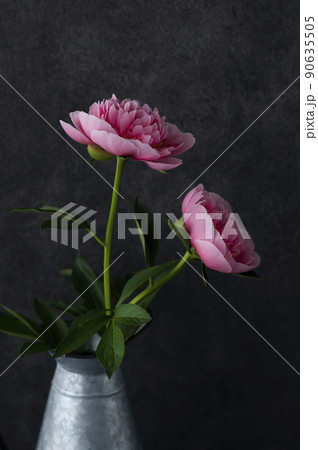 ピンク色の芍薬　黒背景 90635505