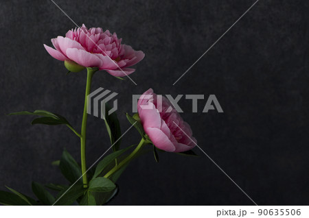 ピンク色の芍薬 黒背景 ピンク色の芍薬 黒背景 90635506