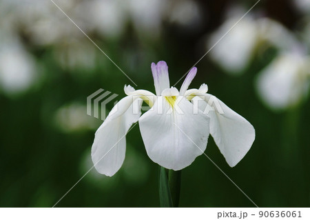 ハナショウブ 爪紅 Iris ensata var. ensata ハナショウブ 爪紅 Iris ensata var. ensata 90636061