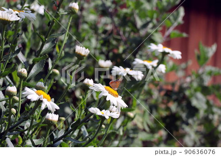 マーガレットの花に留まるベニシジミ 90636076