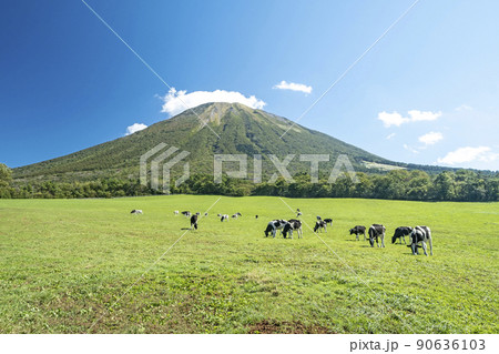 大山 で放牧中の牛たち（大山まきばみるくの里付近） 90636103