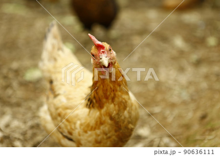 酉 おんどり そばだてる 90636111