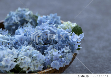 ハイドランジア　青い紫陽花 90636273
