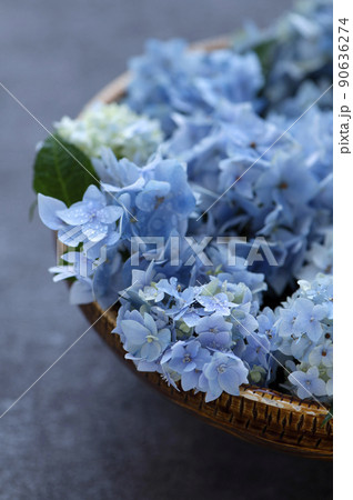 ハイドランジア　青い紫陽花 90636274