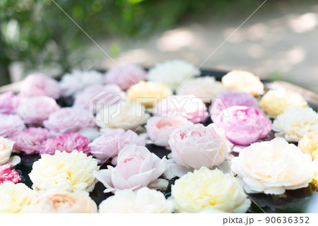 水に浮かぶバラ 水に浮かぶバラ 90636352