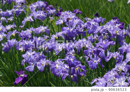 ハナショウブ 朝戸開　Iris ensata var. ensata 90636523