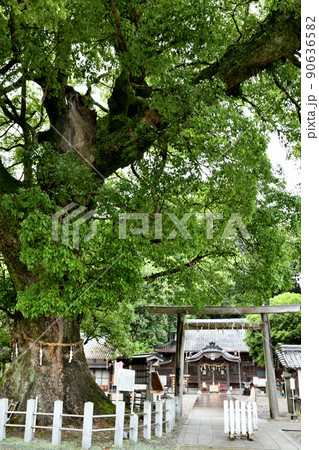 尾鷲神社　拝殿　【三重県尾鷲市】 90636582