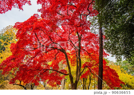 秋の信州上田　紅葉の上田城（日本100名城） 90636655
