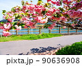 浦上川桜回廊 90636908