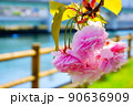 浦上川桜回廊 90636909