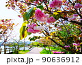 浦上川桜回廊 90636912