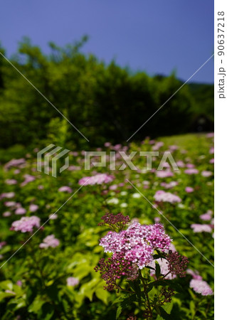 シモツケ草咲く山の路 90637218