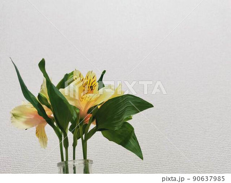 生花 花 黄色 背景 フラワー 和風 植物 落ち着く 優雅 キレイ 生花 花 黄色 背景 フラワー 和風 植物 落ち着く 優雅 キレイ 90637985
