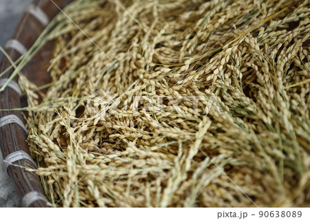 水田 米 稲 90638089