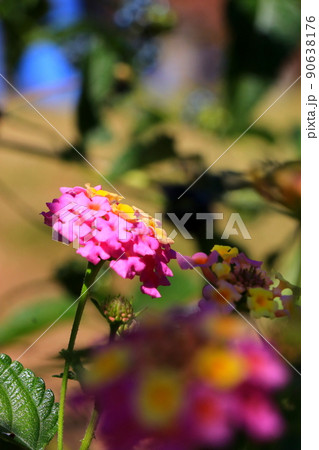 花の色が鮮やかなランタナ 90638176
