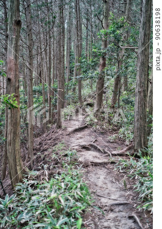 森の細道 90638198