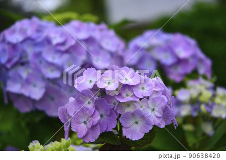 茨城県　水戸市　護国神社の紫陽花 90638420