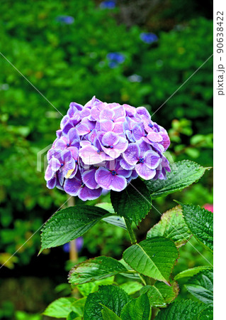 茨城県 水戸市 護国神社の紫陽花 茨城県 水戸市 護国神社の紫陽花 90638422