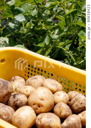 ジャガイモ畑　収穫 90638423