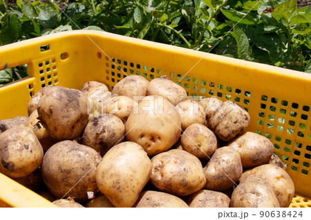 ジャガイモ畑 収穫 ジャガイモ畑 収穫 90638424