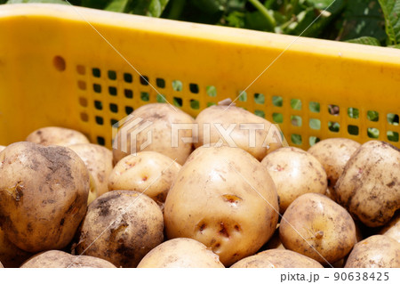 ジャガイモ畑　収穫 90638425