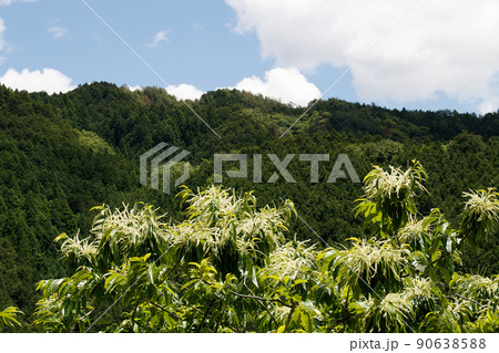 栗畑　栗の花　満開 90638588