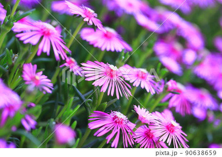 満開の松葉菊(マツバギク) 満開の松葉菊(マツバギク) 90638659