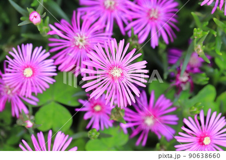 満開の松葉菊(マツバギク) 満開の松葉菊(マツバギク) 90638660