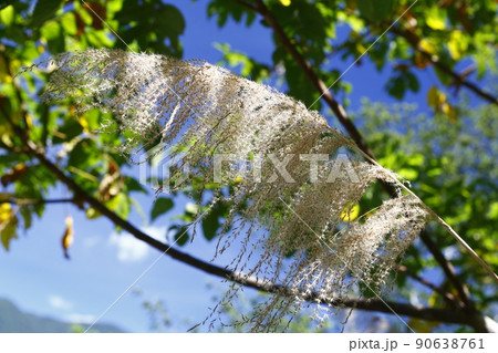 すすき 薄 すすきの 90638761