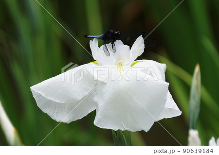 ハナショウブ 友鶴にトンボ Iris ensata var. ensata ハナショウブ 友鶴にトンボ Iris ensata var. ensata 90639184