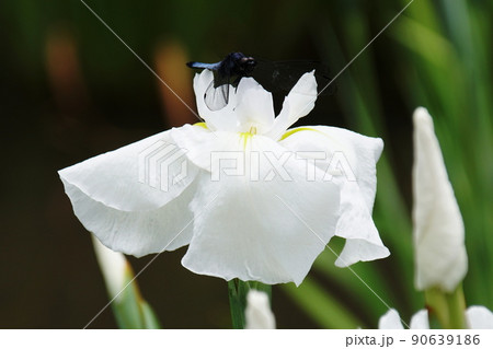 ハナショウブ 友鶴にトンボ Iris ensata var. ensata ハナショウブ 友鶴にトンボ Iris ensata var. ensata 90639186