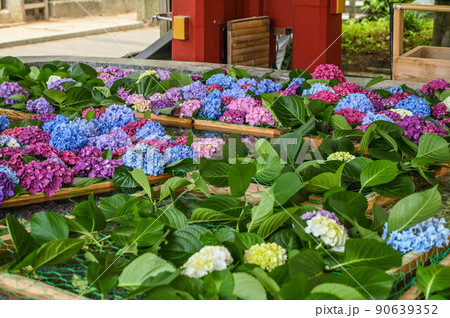 太宰府天満宮 花手水 紫陽花の写真素材