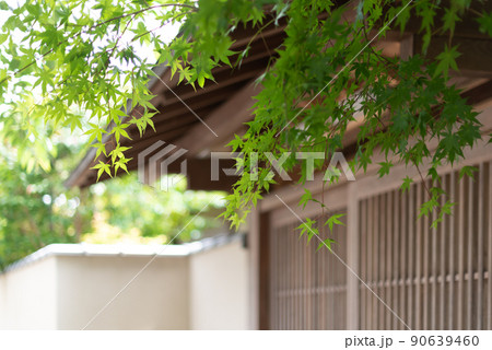 日本の塀に咲く夏の紅葉 日本の塀に咲く夏の紅葉 90639460