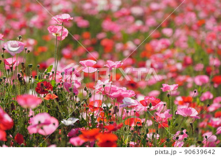 ポピー6222 ポピー6222 90639642