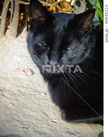 【スペイン】半目でうたた寝している黒猫（グラナダ） 90640215