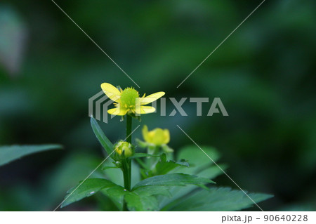 花 フラワー お花 90640228