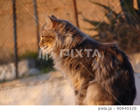 【スペイン】白い塀の上に座っている野良猫（グラナダ　アルバイシン地区） 90640320