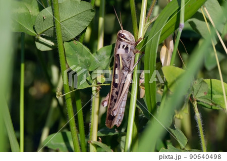モズのはやにえでよく見られるバッタの仲間ツチイナゴ 90640498