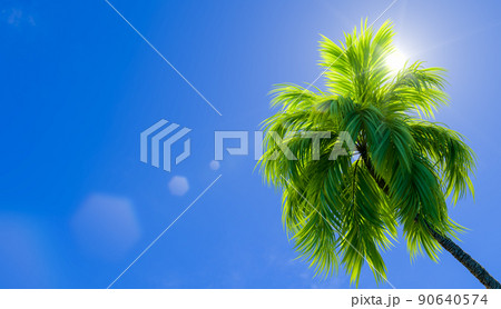 Palm tree on the background of the sunny sky. 3D rendering illustration. Palm tree on the background of the sunny sky. 3D rendering illustration. 90640574