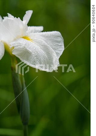 ハナショウブ2 90640684