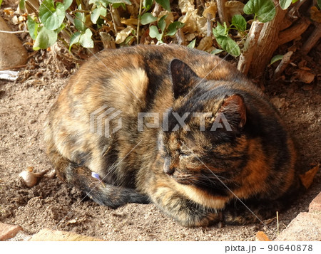 【スペイン】香箱座りをして寝ているサビ猫（グラナダ） 90640878