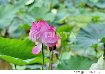 スイレン 植物 工場 90641328